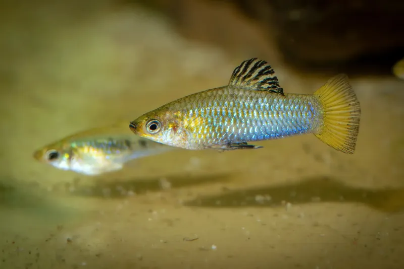Perugia-Kärpfling im Aquarium